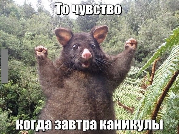 Каникулы фото смешные