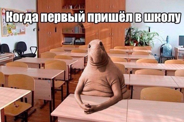 Приколы про учебу в школе