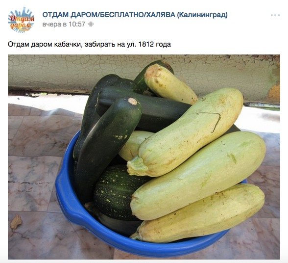 Большие кабачки