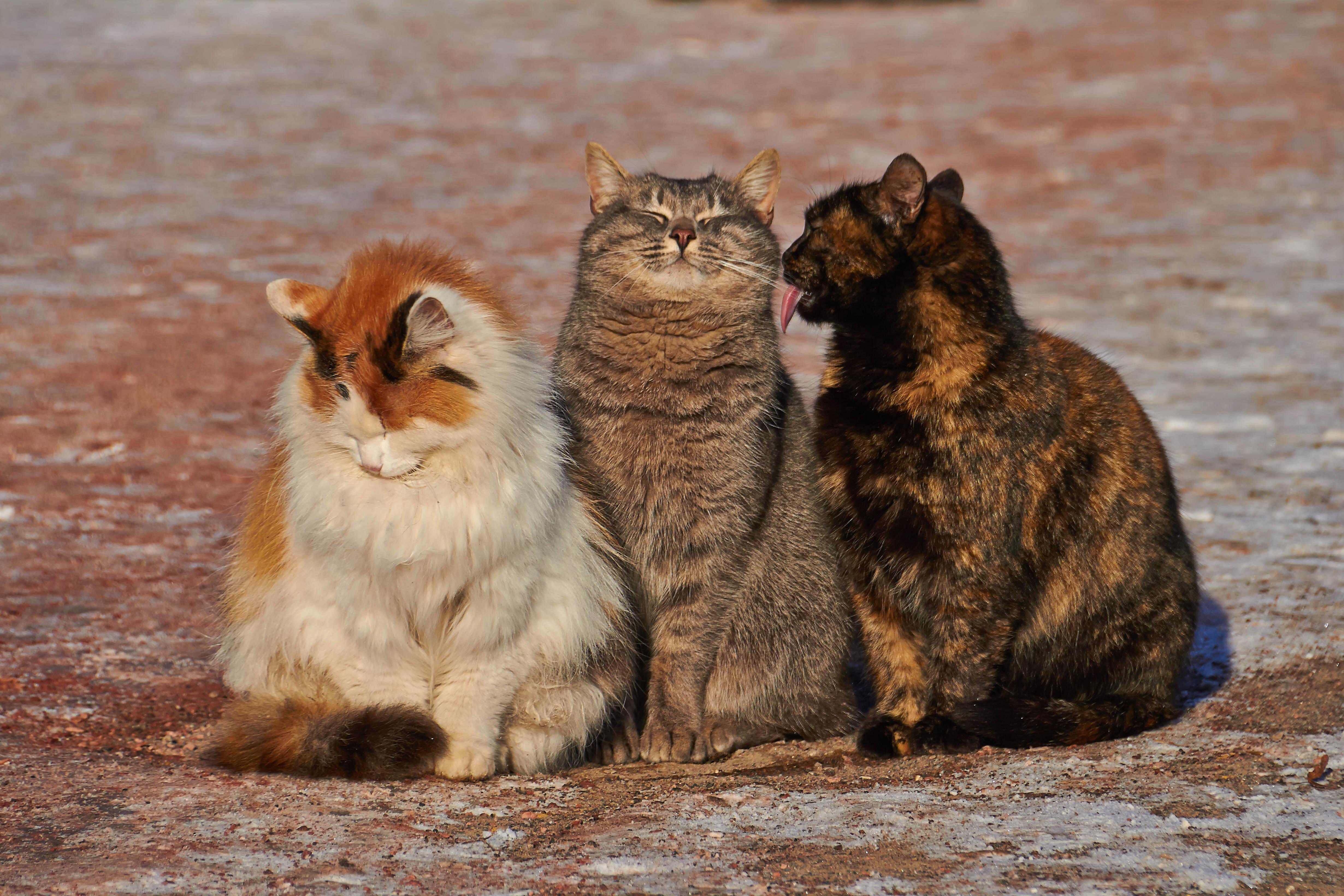 Какой самый хороший кот. Забавные кошки. Три животных. Три котика. Коты друзья.