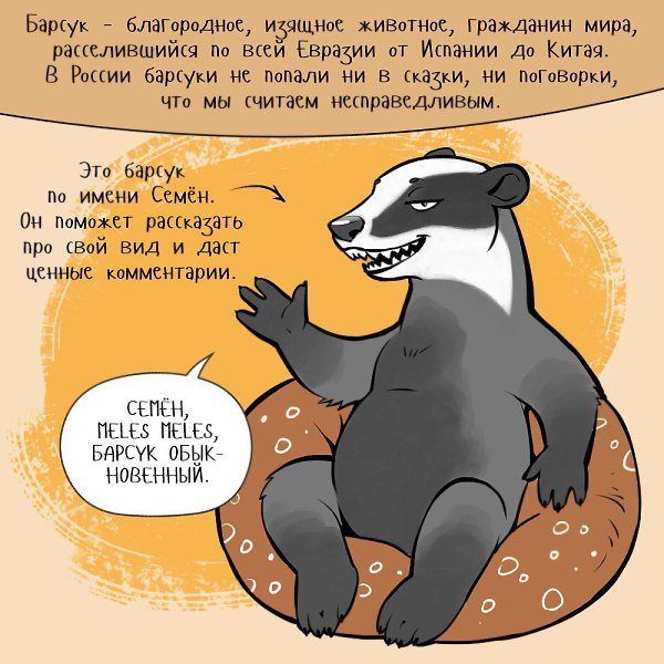 Барсук прикол