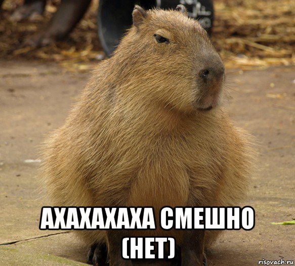 Капибара с днем рождения