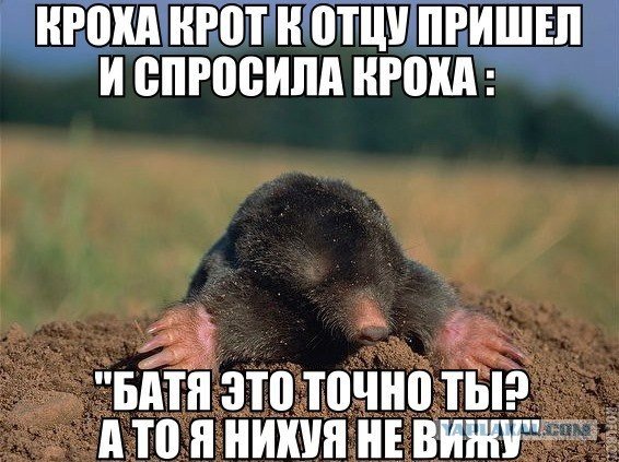 Крот прикол