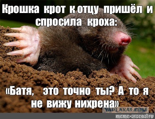 Злой Крот