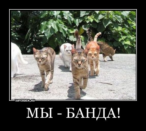 Мы банда