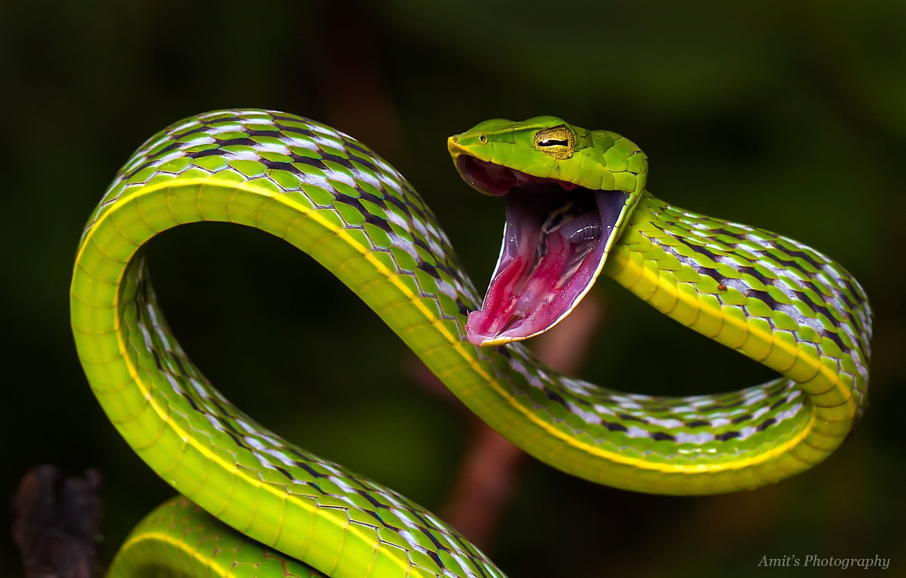 Змея змеиный