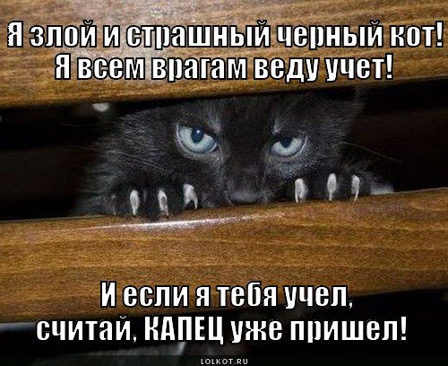 Кот капец