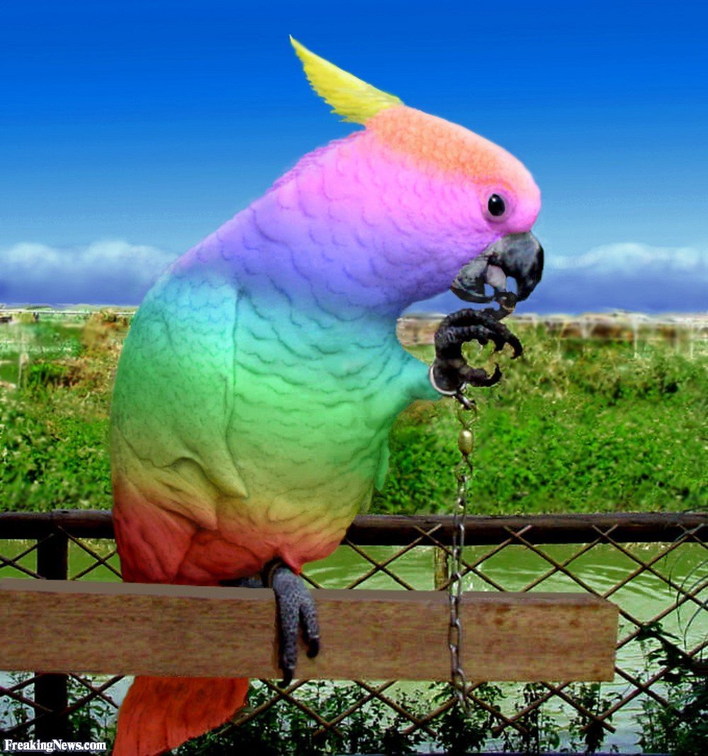 Забавная какаду. Фиолетовый попугай Какаду. Какаду попугай ядерный. Веселый попугай. Смешные попугаи.