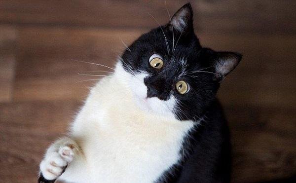 Кот глаза в кучу