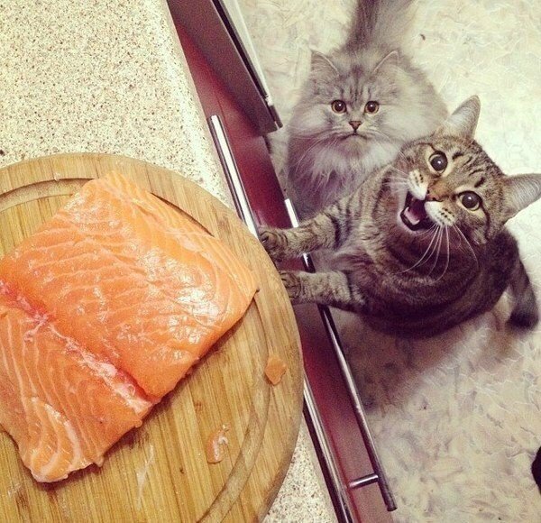 Кошка ждет еду