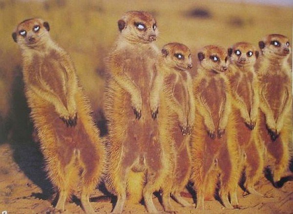 Смешной коллектив