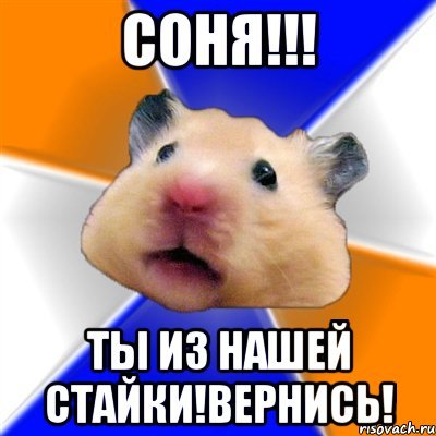 Прости меня хомяк