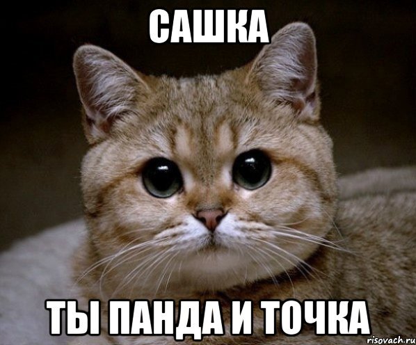 Сашка ты
