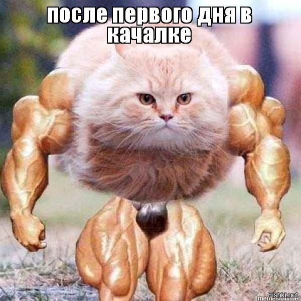 Кота Жмыхнуло