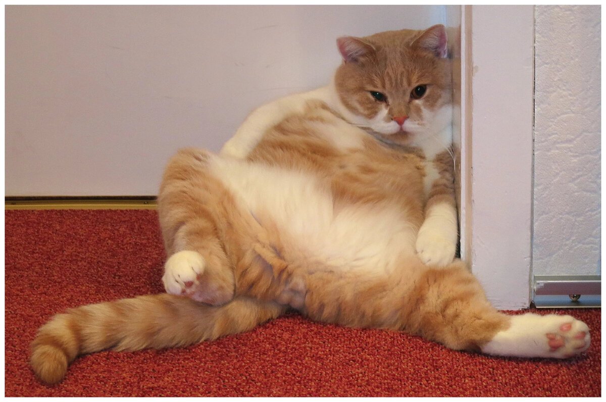 Красивые киски толстых. Кот объелся. Обожравшийся кот. Толстый кот объелся. Сытые коты.