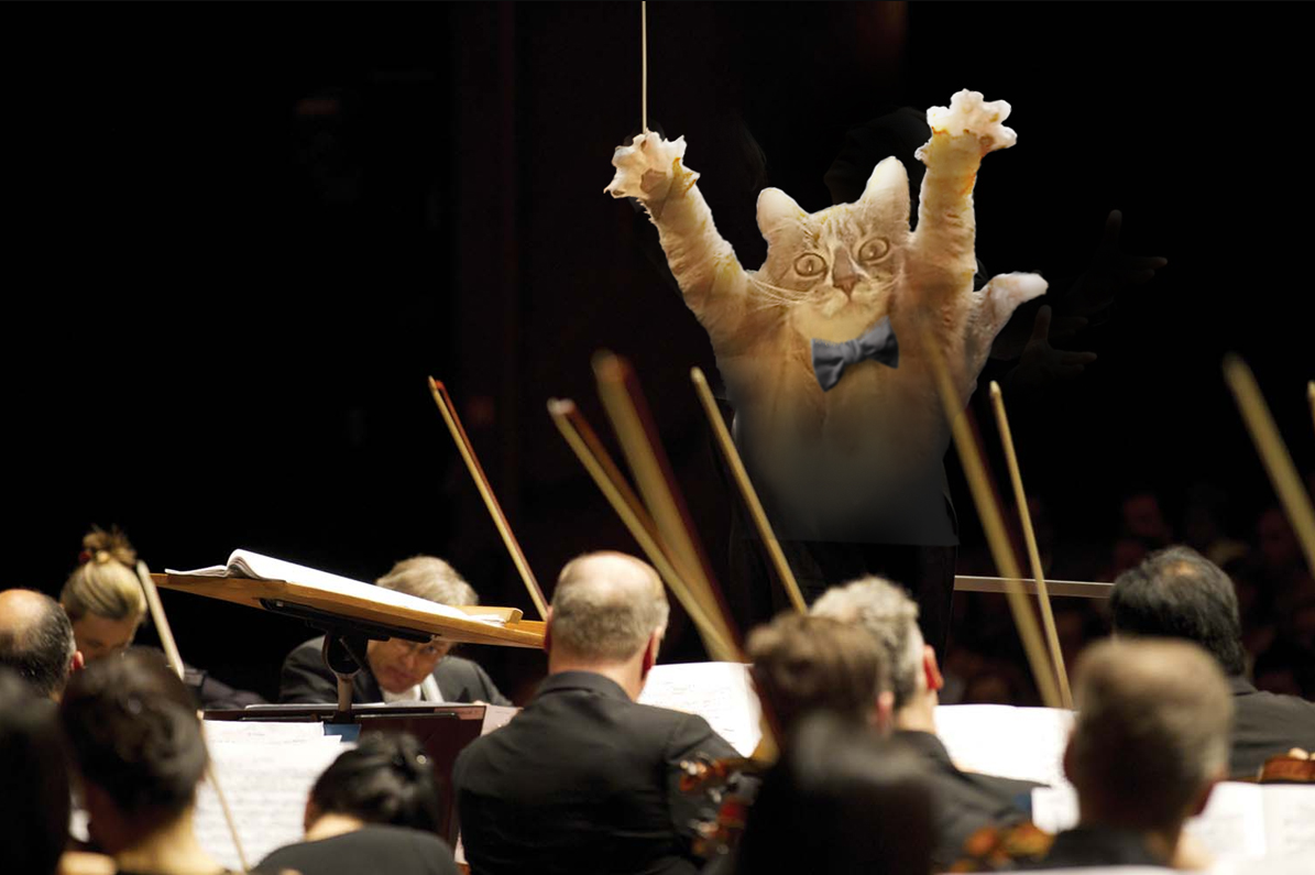 Оркестровая шутка. Кот дирижер. Дирижер и оркестр. Смешной дирижер. Смешной оркестр.