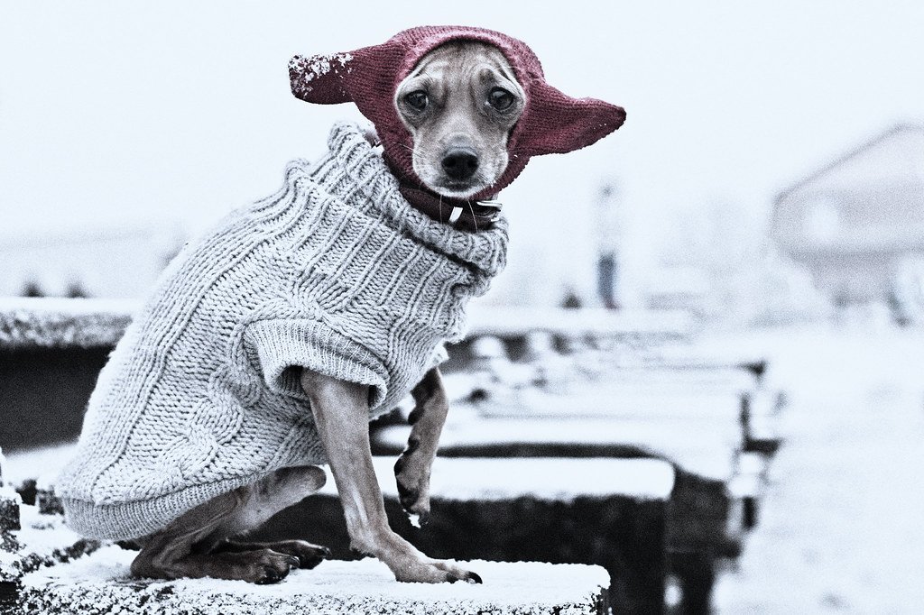 Почему одевайтесь теплее. Собаке холодно. Собака на холоде.