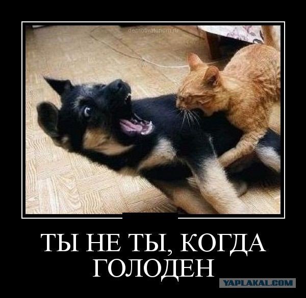 Ты не ты когда голоден прикол