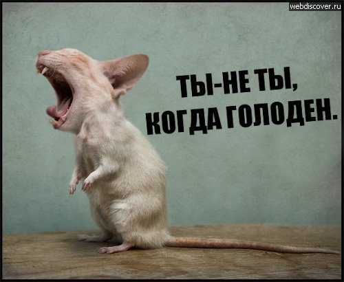 Голодный и злой