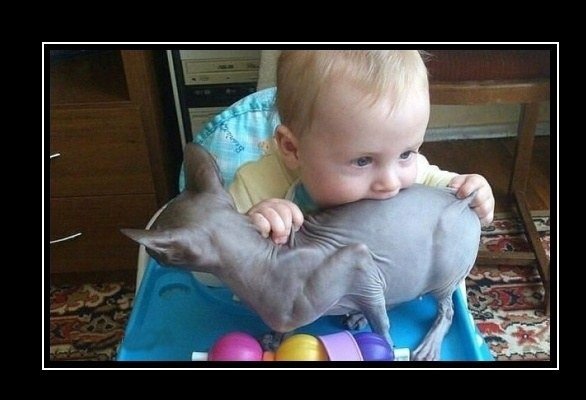 Демотиваторы про детей и котов