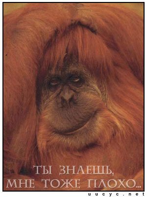 Сочувствие прикол