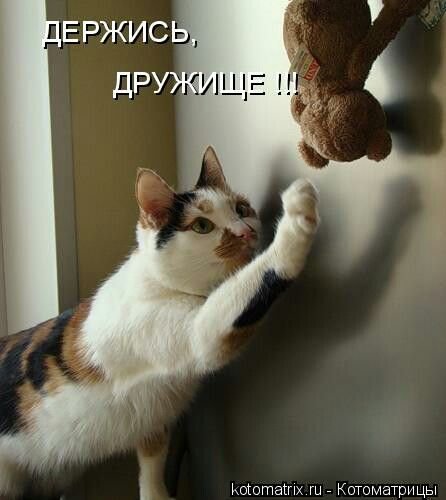 Держись дружище