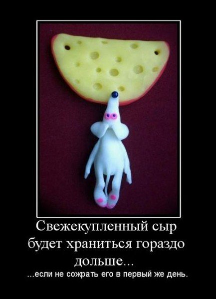 Сыр прикол