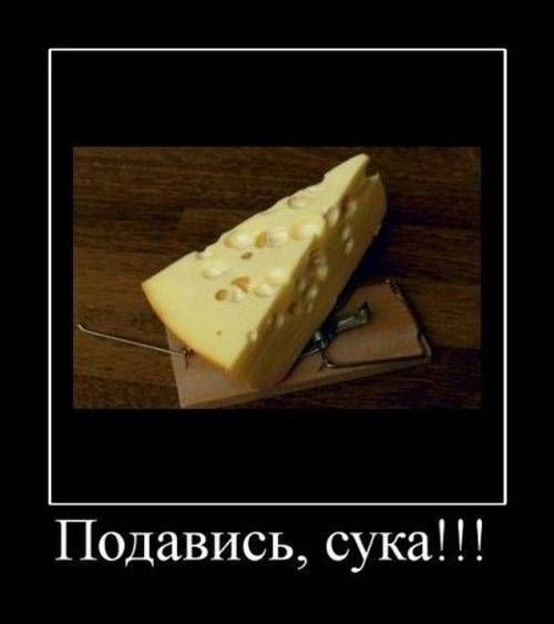 Про сыр прикольные