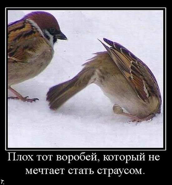 Смешной Воробей
