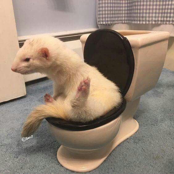 Угарные хорьки