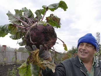 Человек свекла