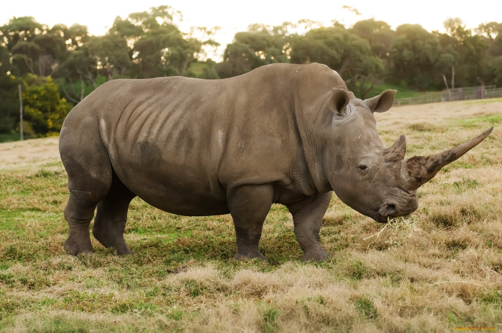 Страна носорогов. Носороги парнокопытные. Гибрид носорога. Гибрид слона и носорога. Летающий носорог.