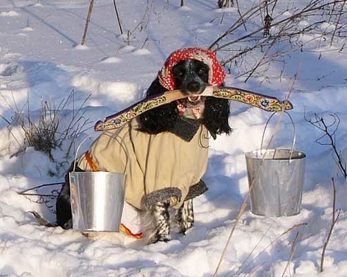 Собака коромысло