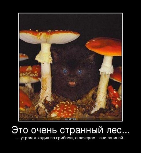 Мухомор Мем