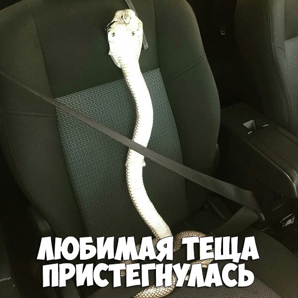 Теща Мем