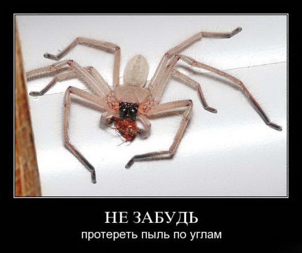 Пак приколы