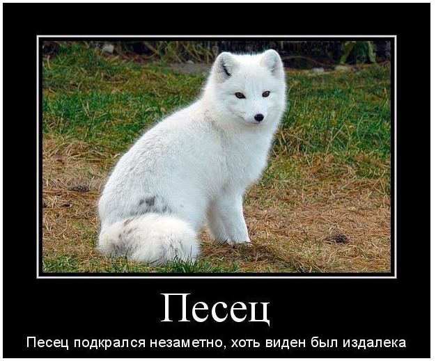 Пиздец смешные картинки