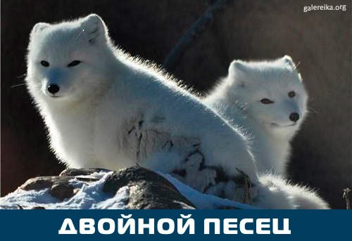 Писец Мем
