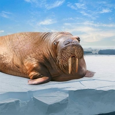 Веселый морж