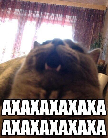 Кот ахаха