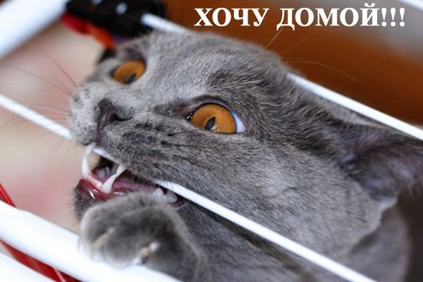 Домой с работы прикольные