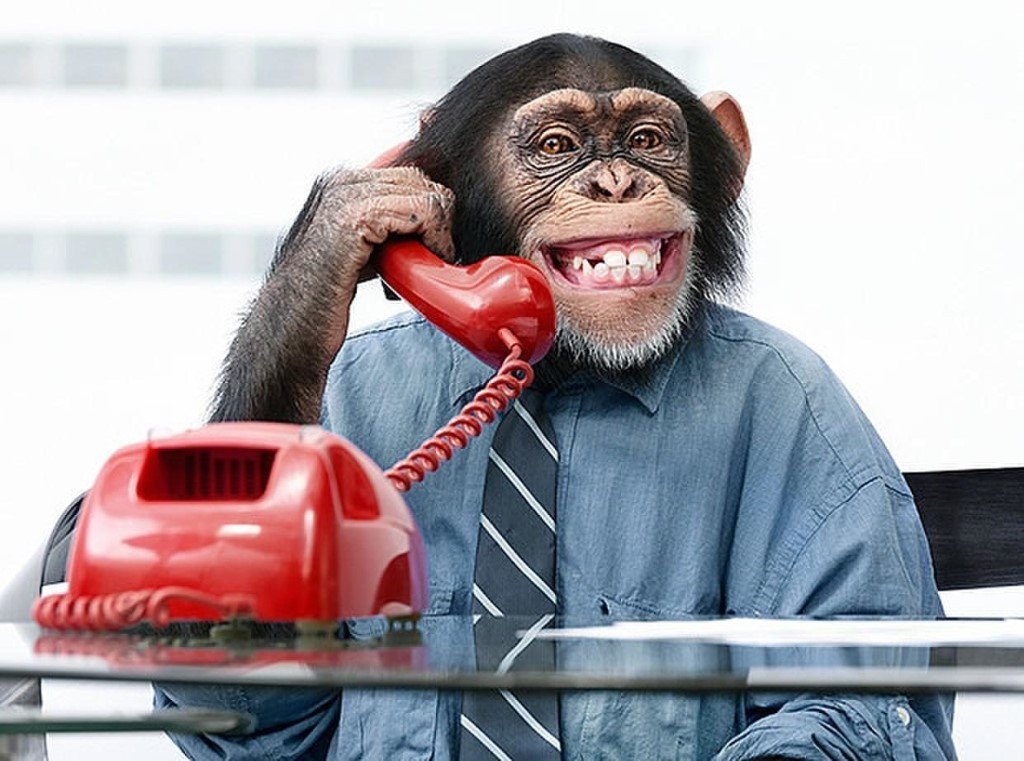 Глупый глядеть. Обезьяна с телефоном. Мартышка с телефоном. Деловая обезьяна. Важная обезьяна.