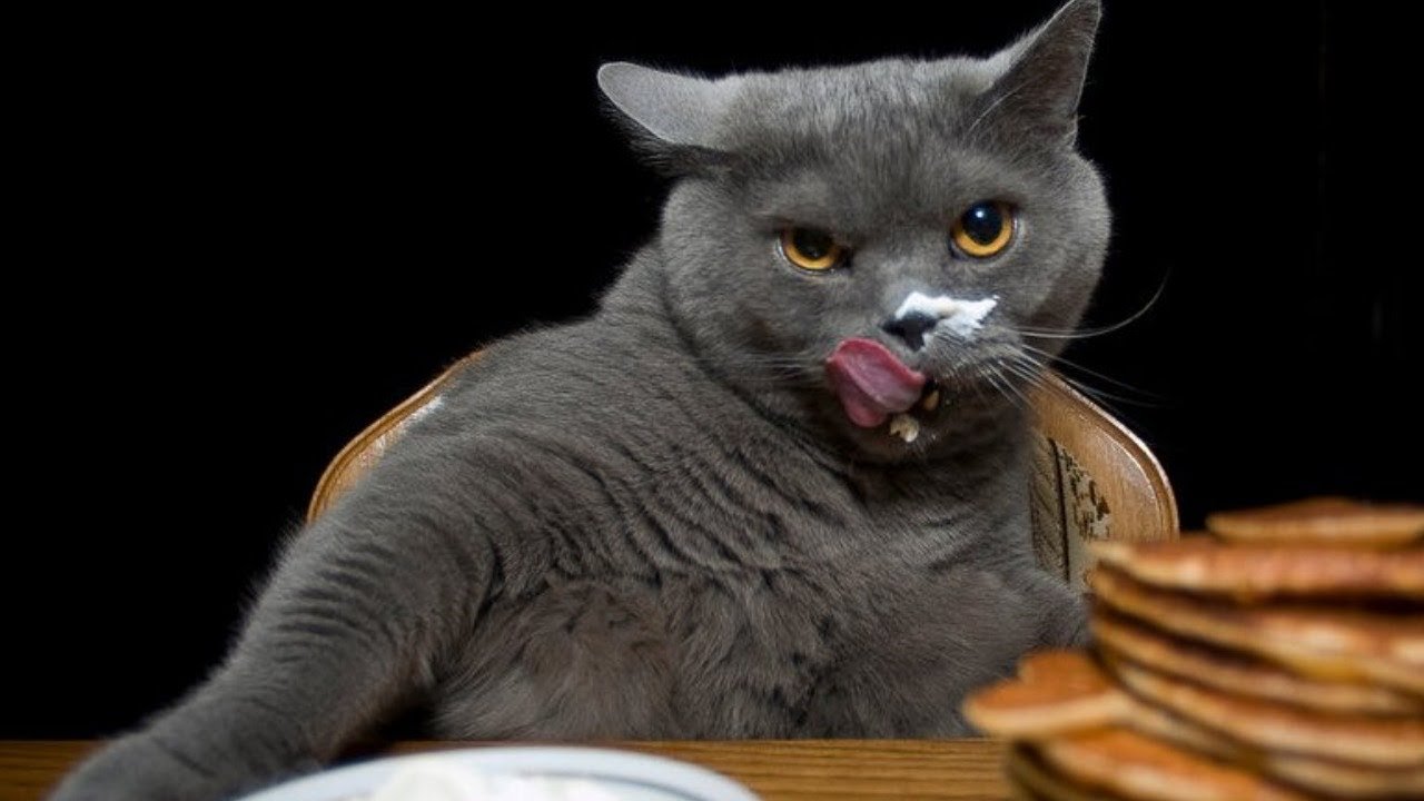 Кот голод. Очень вкусно прикол. Вкусно картинки смешные. Британская кошка облизывается. Очень вкусно картинки смешные.