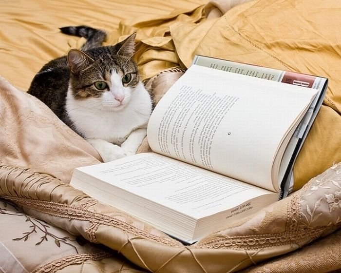 Хочу какую нибудь книгу. Кошка с книжкой. Котёнок с книжкой. Книги про кошек. Кот читает.