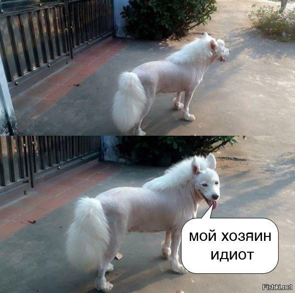 Мир дебилов