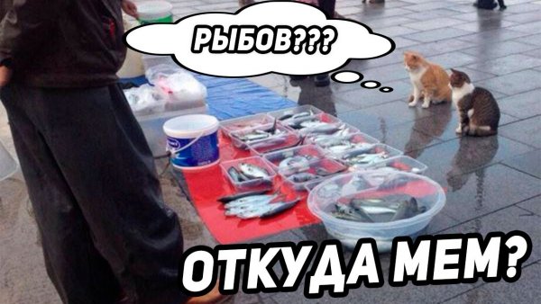 Красивое коты Мем рыба