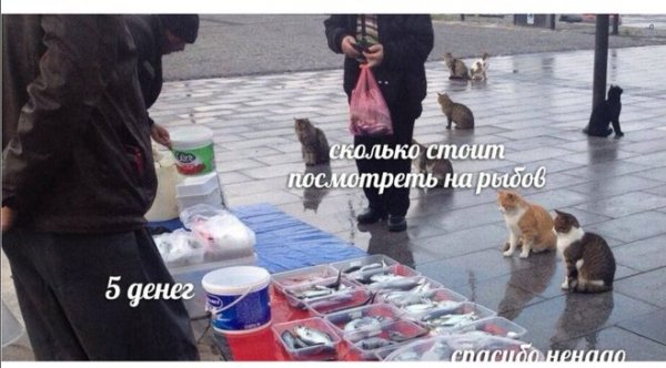 Мемы котики Рыбов