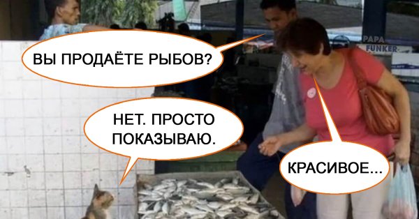 Котики и рыбы Мем