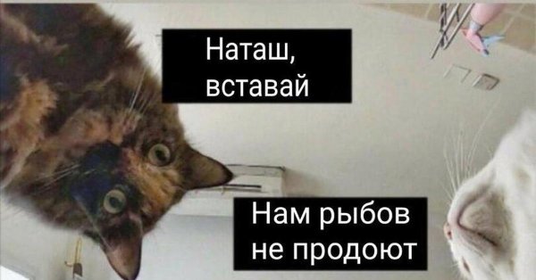 Красивое Мем Рыбов