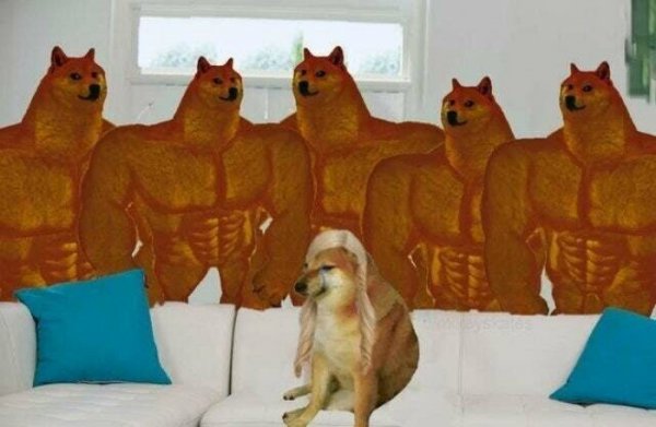 Приключения доге и Чимса